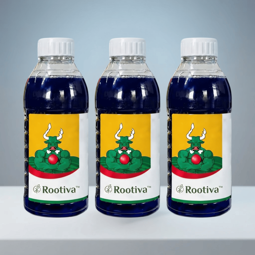 Rootiva